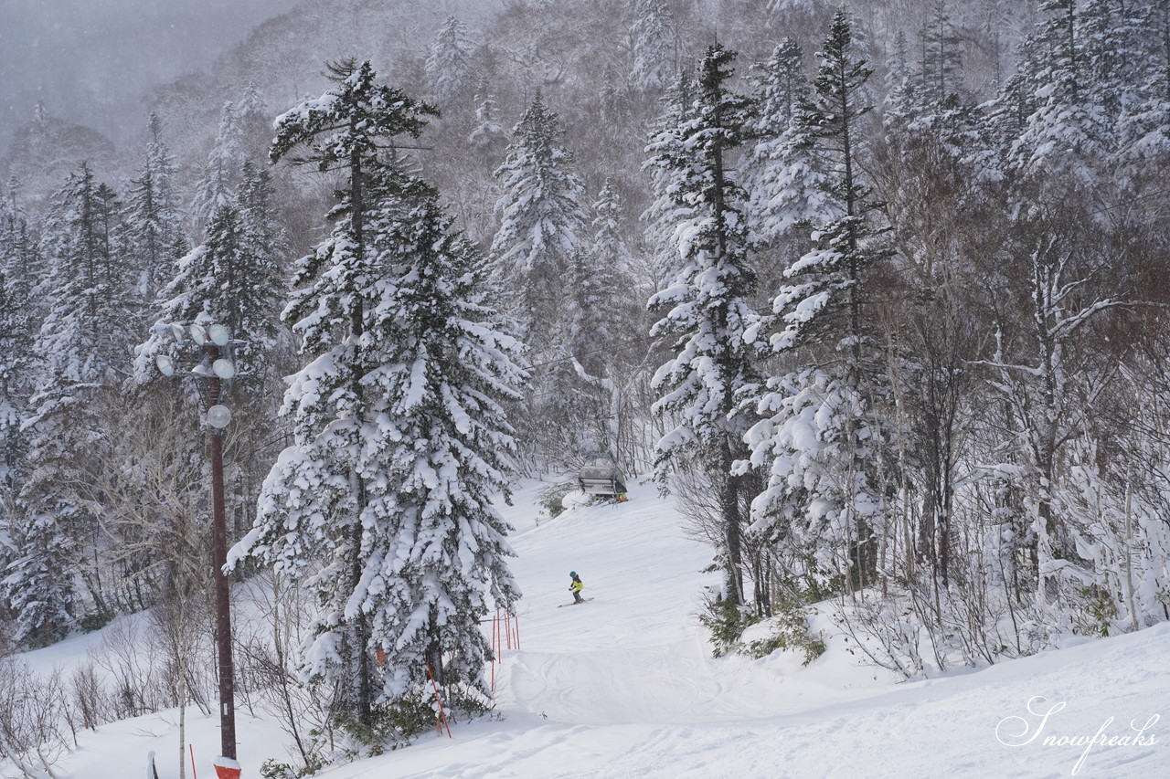 札幌国際スキー場 これぞ北海道。粉雪が降り積もったゲレンデはコンディション良好！そして、早くも全コース滑走可能です(*^^)v